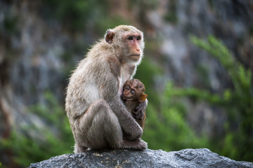 Naklejka na ściany i meble Monkey mother with baby portrait. Monkey eyes.