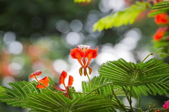 Royal Poinciana or Flamboyant (Delonix regia)