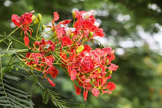 Royal Poinciana or Flamboyant (Delonix regia)