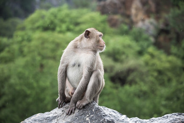 Monkey portrait on stone