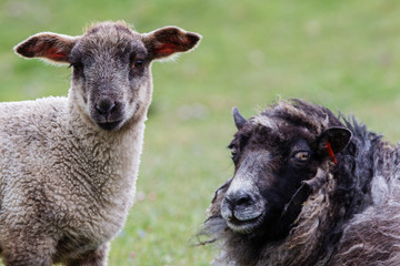 Pecora ovis aries isole Shetland Scozia al pasco con agnelli