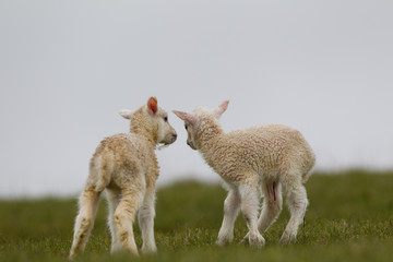 Obraz premium Pecora ovis aries isole Shetland Scozia al pasco con agnelli