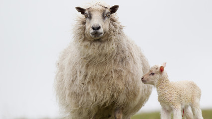 Pecora ovis aries isole Shetland Scozia al pasco con agnelli