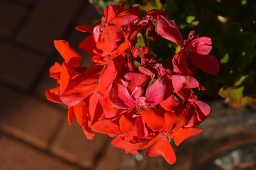 Close up photo of red flowers