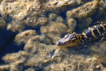 crocodile