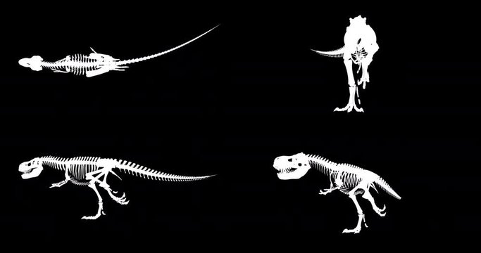 Trex skeleton running cycle, 3D animation loop, alpha channel