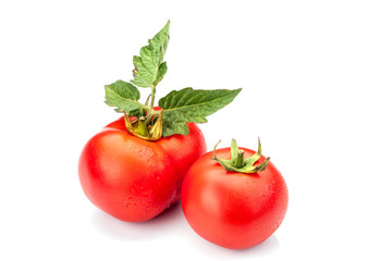 Tomato