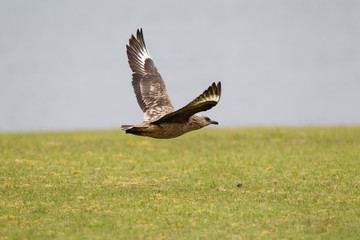 Stercorario Maggiore Stercorarius skua mare isole Shetland