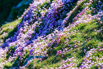 Costa fiorita rosa isole Shetland - 166946511