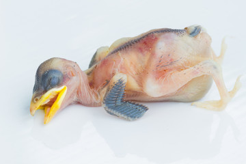 dead very young bird without feathers over white background