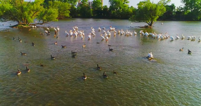Flocks of geese and pelicans share a beautiful watery habitat.

