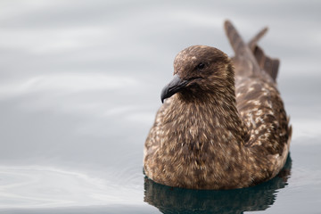 Stercorario Maggiore Stercorarius skua mare isole Shetland