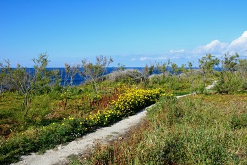 Fototapeta na wymiar Coastal pathway edged with wild flowers with views towards the sea during the Springtime, Bugibba, Malta.