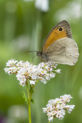 Butterfly cuts on a buckwheat blossom.