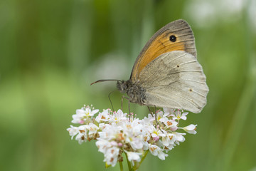 Butterfly cuts on a buckwheat blossom.