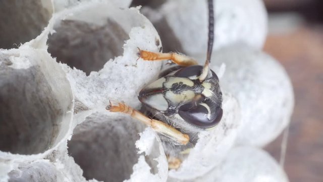 common wasp (Vespula vulgaris) emerging from its brood cell