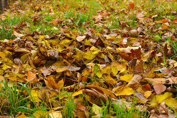 Fallen yellow autumn leaves