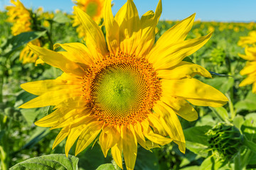Yellow field of sunflowers