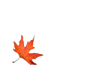 Autumn leaves on white isolated