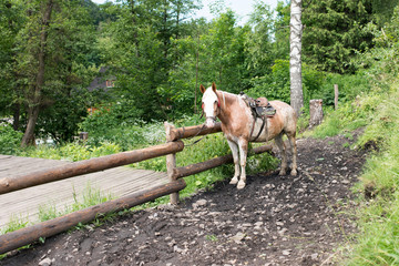 The horse is tied to a fence