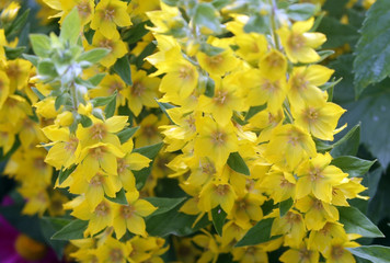background of yellow flowers bell