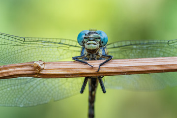 Onychogomphus forcipatus. Primer plano frontal de Libélula tigre, rayada.
