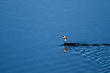 Somormujo Lavanco en el agua. Podiceps cristatus.