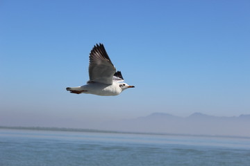 Flying Seagull