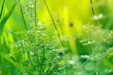 Meadow grass background.spring and  summer meadow, natural landscape. natural  background with selective focus