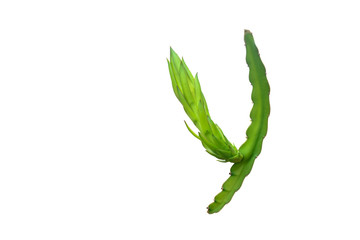 dragon fruit