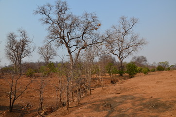 The African landscape. Zimbabwe.