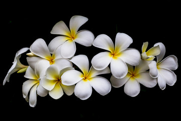 Plumeria Vintage Tone on the plumeria tree, frangipani tropical flowers