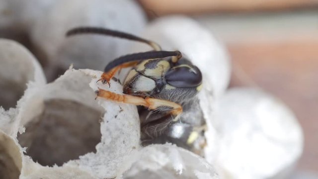 head and thorax of a wasp emerging from a wasps nest crawling over empty cells