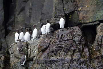 Uria, uria aalge nidifica in colonie sulle rocce dell'isola