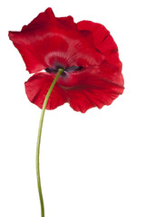 Fototapeta premium poppy flower isolated