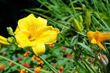 Gelbe lilie im park © iralex