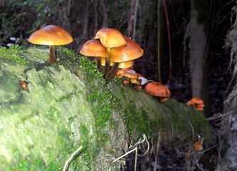 Funghi su tronco di albero caduto