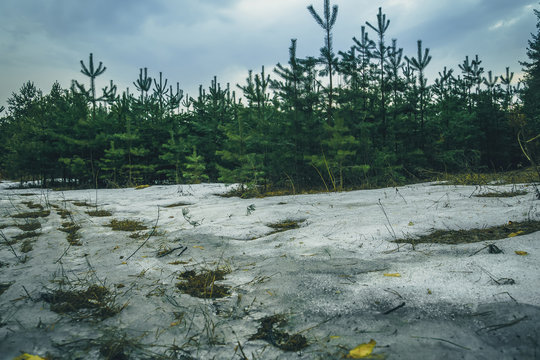 Fototapeta Little Spruce Trees Retro