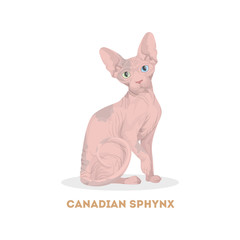 Canadian sphynx cat.