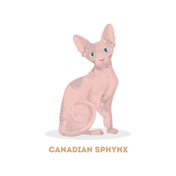 Canadian Sphynx Cat.