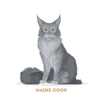 Maine Coon Cat.