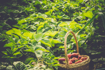 Strawberry in Basket on Grass Retro