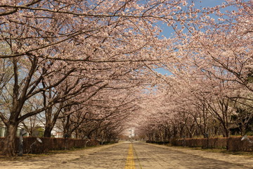 Obraz premium 桜のトンネルと青空