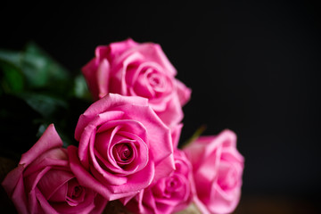 Beautiful pink rose