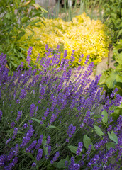 Naklejka premium Garden with the flourishing lavender