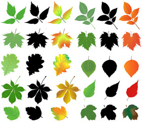 Collection of different species of leaves in silhouettes and color images