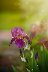 Beautiful flowers Irises