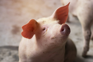 Small piglet waiting feed in the farm. Pig indoor on a farm yard in Thailand. swine in the stall. Close up eyes and blur. Portrait piggy.
