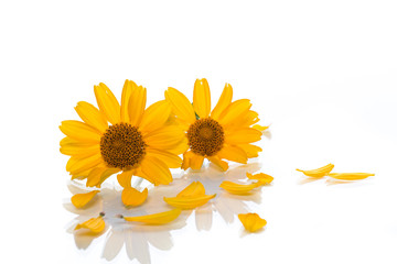 bouquet of yellow daisies