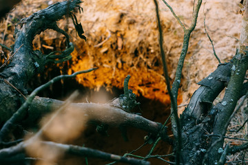 Tree Roots and a Pit